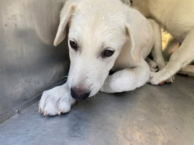 Timmy - Labrador Retriever