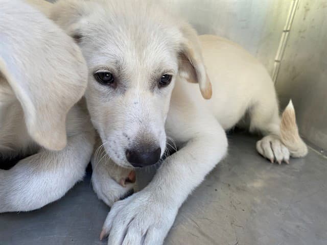 Tammy - Labrador Retriever