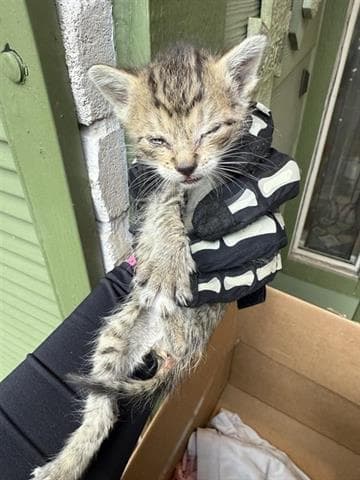 Melanie - Domestic Short Hair