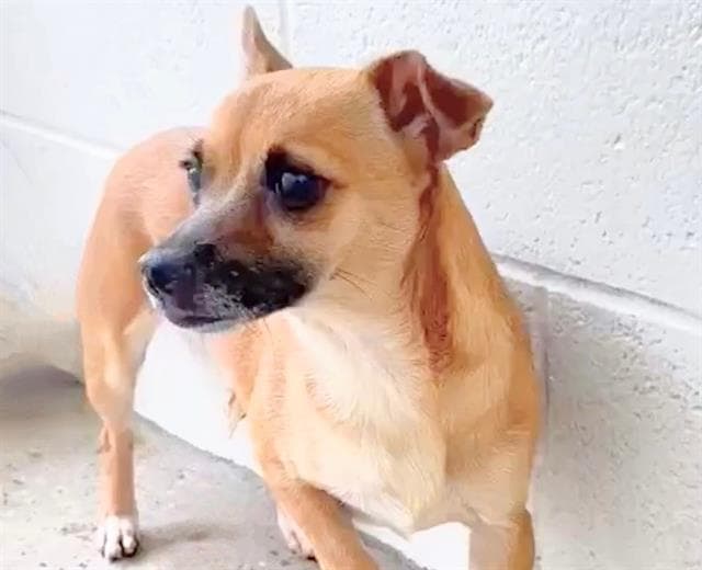 Amaya - Chihuahua