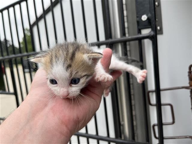 Unknown - Domestic Short Hair