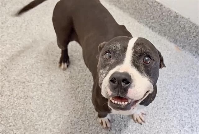 Taylor - Pit Bull Terrier