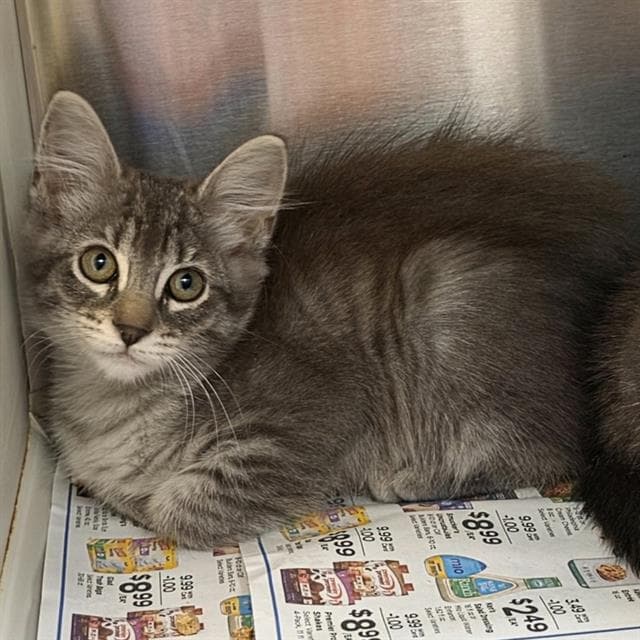 Unknown - Domestic Short Hair