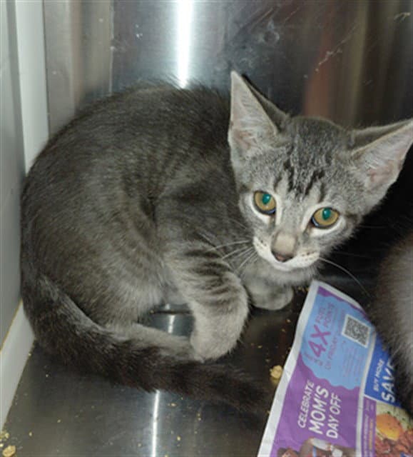 Unknown - Domestic Short Hair