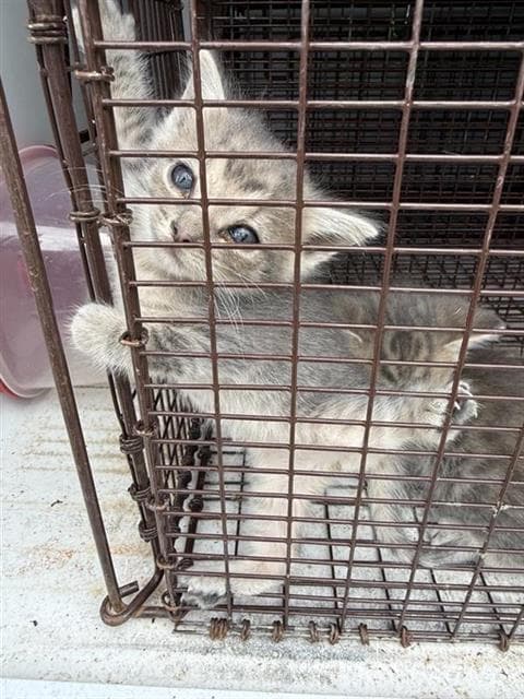 Unknown - Domestic Short Hair