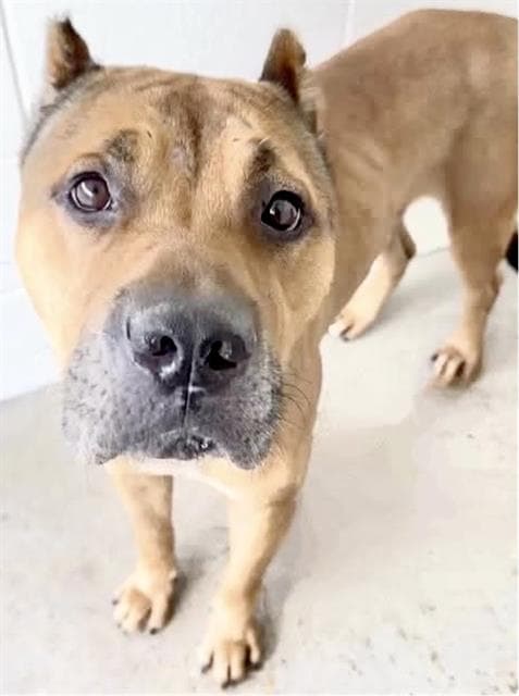 Unknown - Pit Bull Terrier