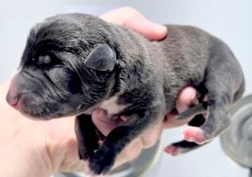 Unknown - American Pit Bull Terrier