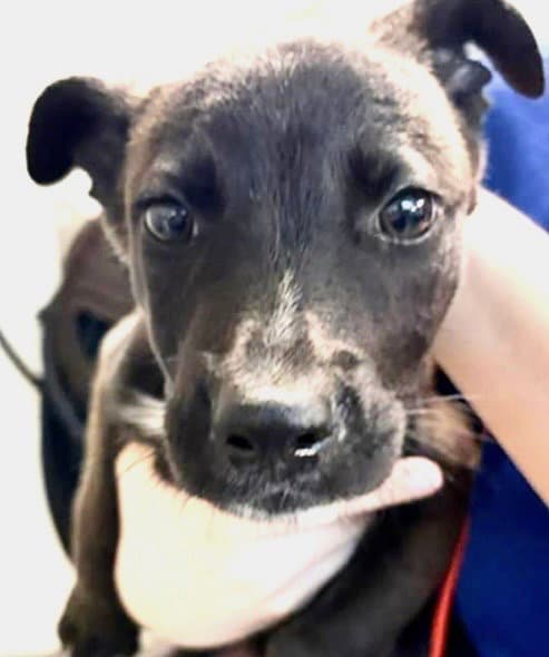 Unknown - Pit Bull Terrier