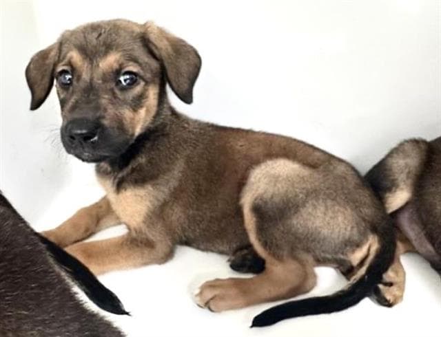 Unknown - Rhodesian Ridgeback