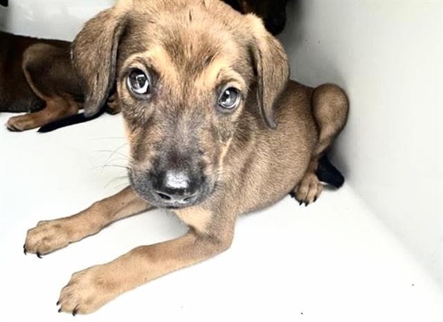 Unknown - Rhodesian Ridgeback