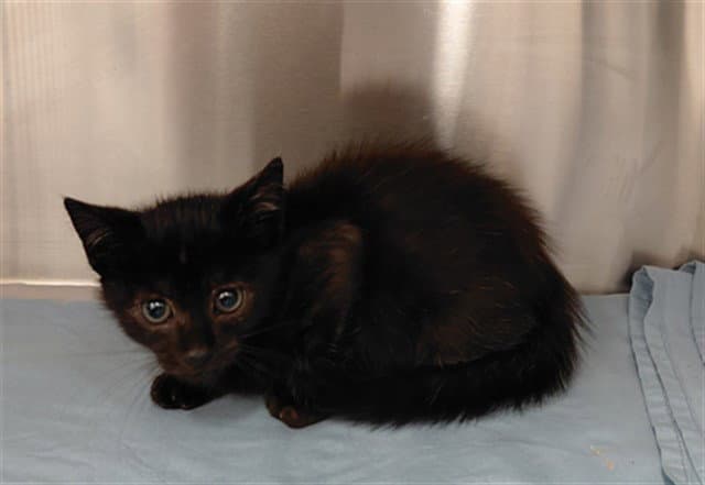 Kitty Male - Domestic Short Hair