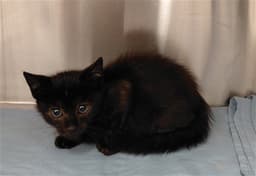 Kitty Male image 1