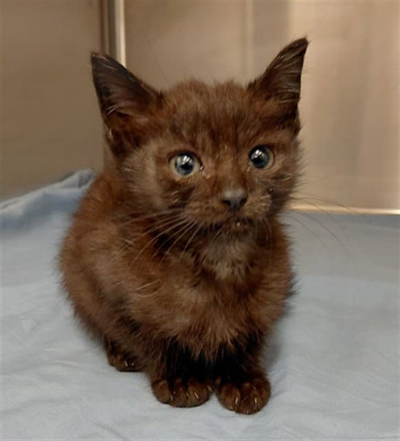 Kitty Male - Domestic Short Hair