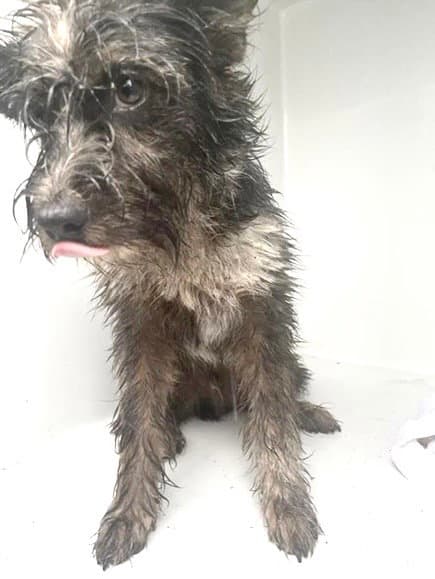 Unknown - Miniature Schnauzer