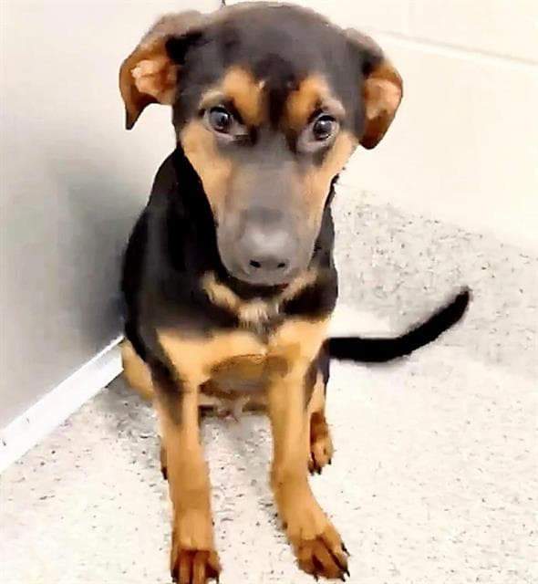 Unknown - German Shepherd Dog
