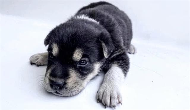 Unknown - German Shepherd Dog