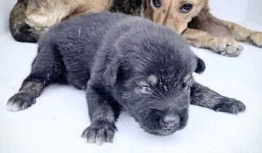 Unknown - German Shepherd Dog