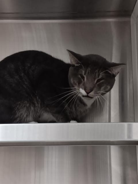 Kenny - Domestic Medium Hair