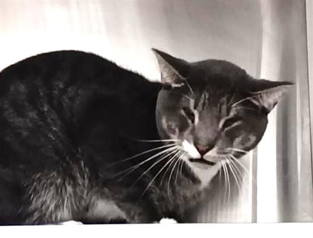 Kenny - Domestic Medium Hair
