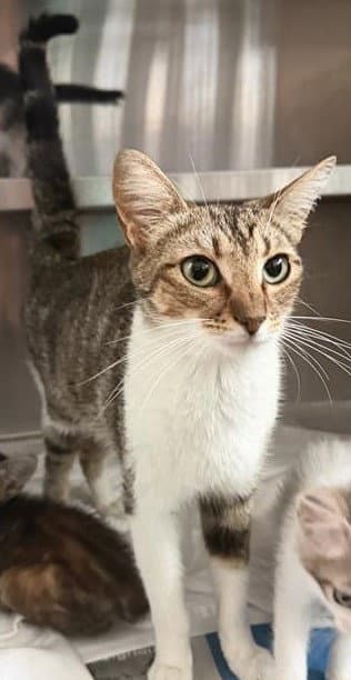 Unknown - Domestic Short Hair