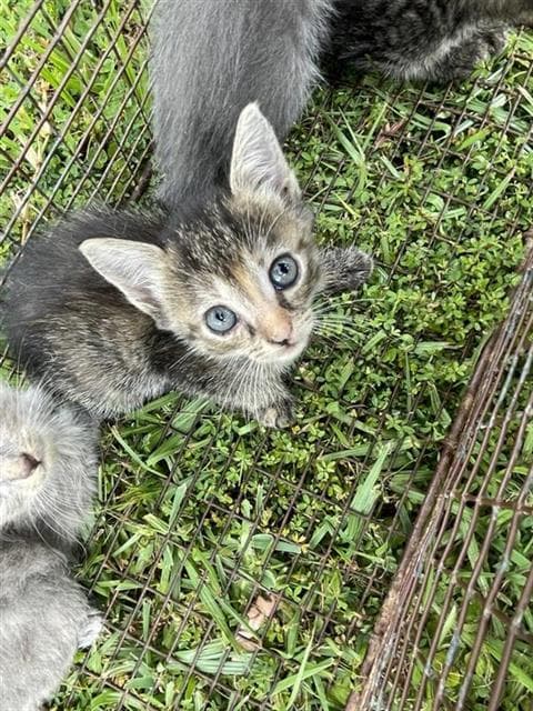 Unknown - Domestic Short Hair