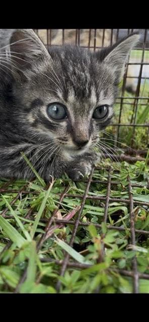 Unknown - Domestic Short Hair