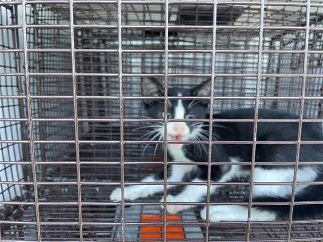 Unknown - Domestic Short Hair