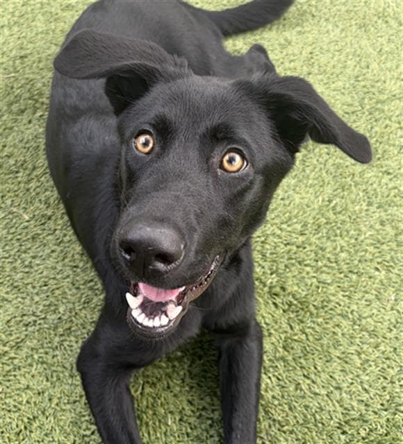 Indy - Labrador Retriever