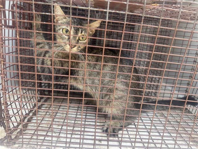 Unknown - Domestic Short Hair