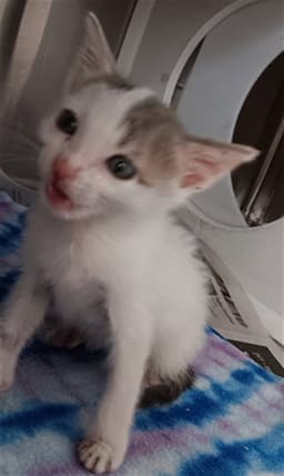 Unknown image 1