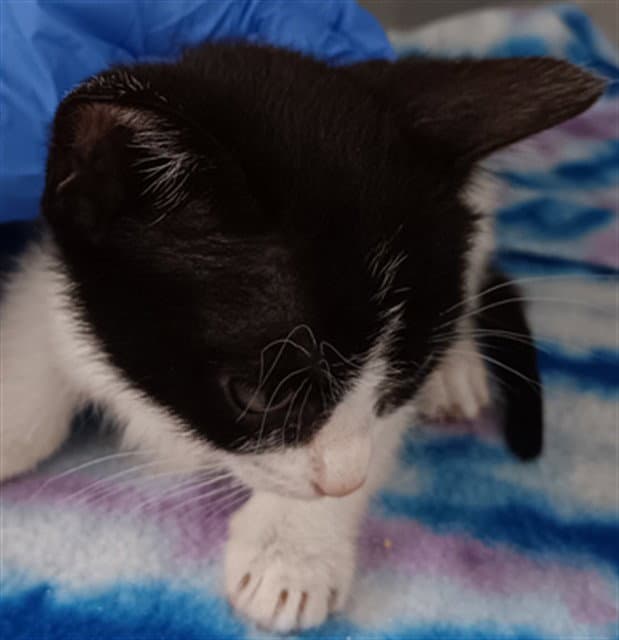 Unknown - Domestic Medium Hair