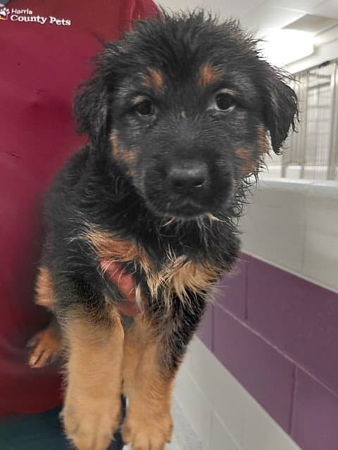 Unknown - German Shepherd Dog
