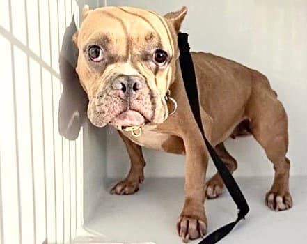 Unknown - French Bulldog