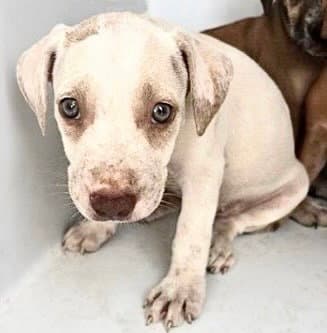 Unknown - Labrador Retriever