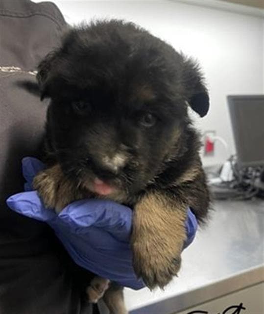 Unknown - German Shepherd Dog