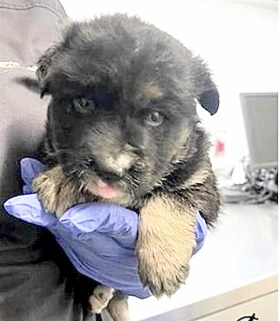 Unknown - German Shepherd Dog