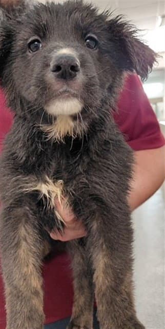 Unknown - German Shepherd Dog