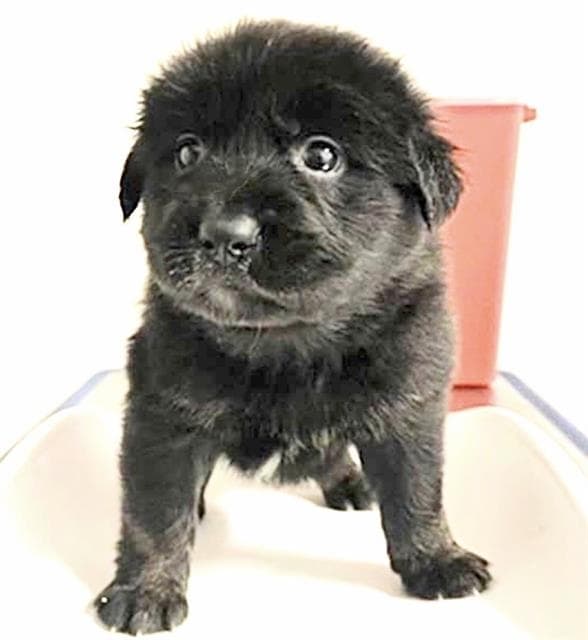 Unknown - German Shepherd Dog