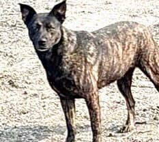 Unknown - Dutch Shepherd