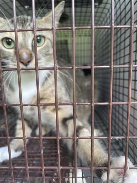 Unknown - Domestic Short Hair