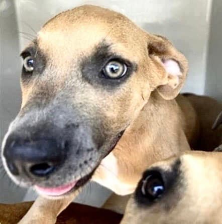Unknown - Pit Bull Terrier