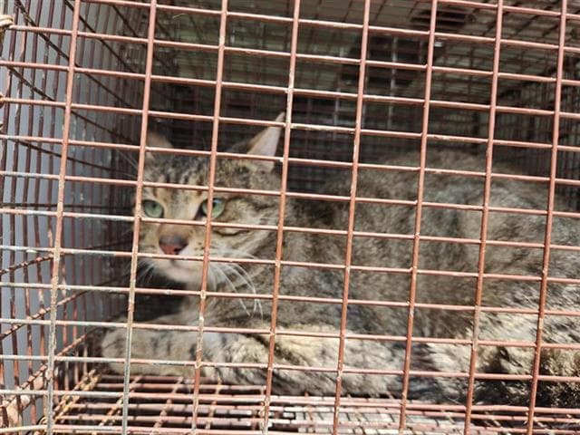 Unknown - Domestic Short Hair