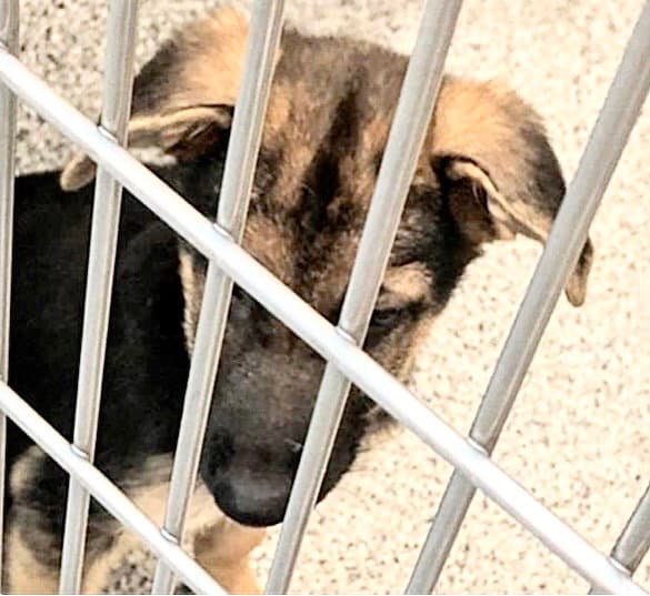 Unknown - German Shepherd Dog