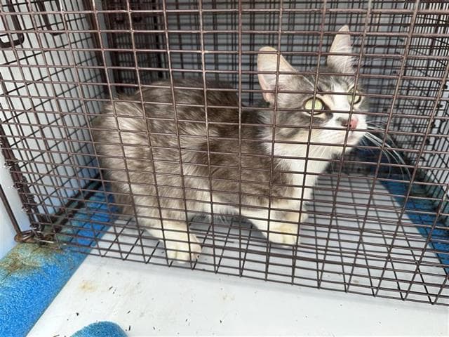 Unknown - Domestic Short Hair