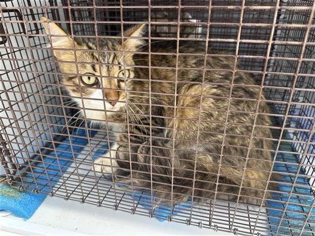 Unknown - Domestic Short Hair