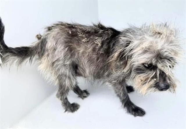 Unknown - Cairn Terrier