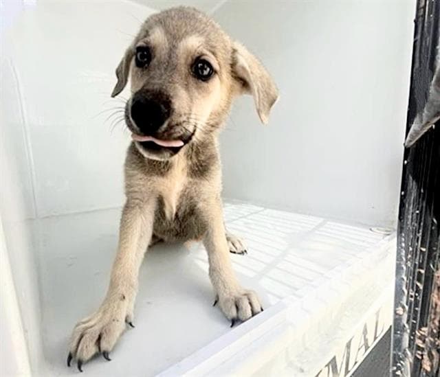 Unknown - German Shorthaired Pointer