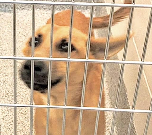 Brick - Carolina Dog