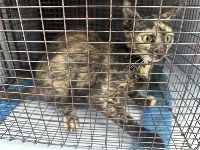 Unknown - Domestic Short Hair