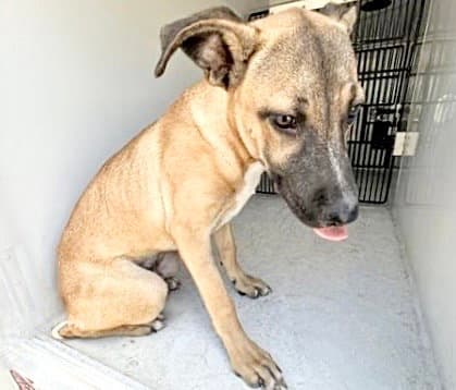 Unknown - Black Mouth Cur